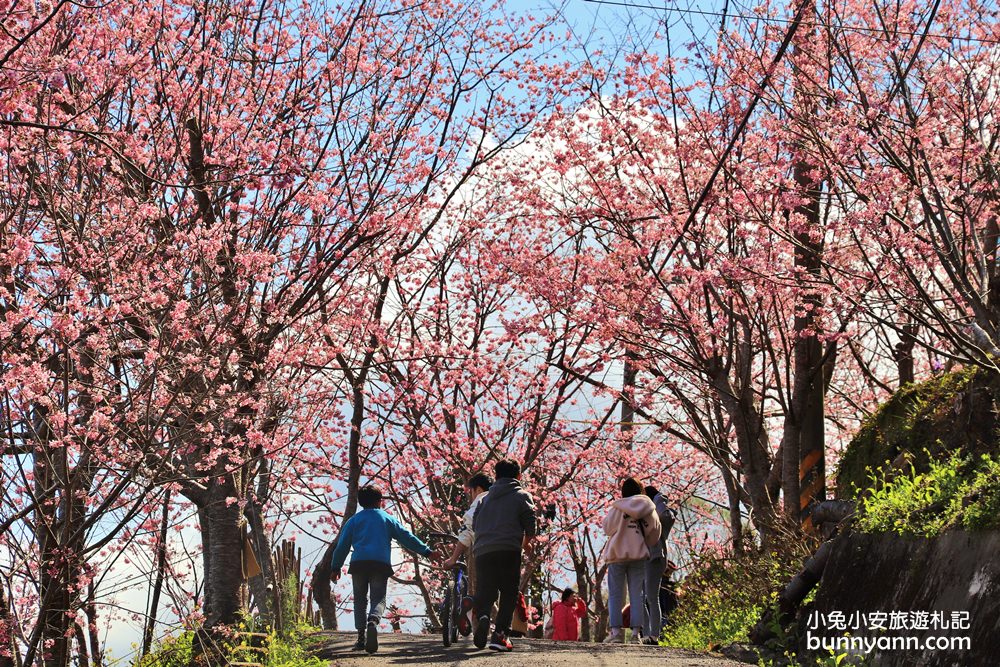 桃園景點》免門票賞櫻地點！中巴陵櫻木花道昭和櫻七成開，粉紅櫻花隧道～