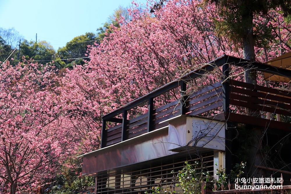 桃園景點》免門票賞櫻地點！中巴陵櫻木花道昭和櫻七成開，粉紅櫻花隧道～