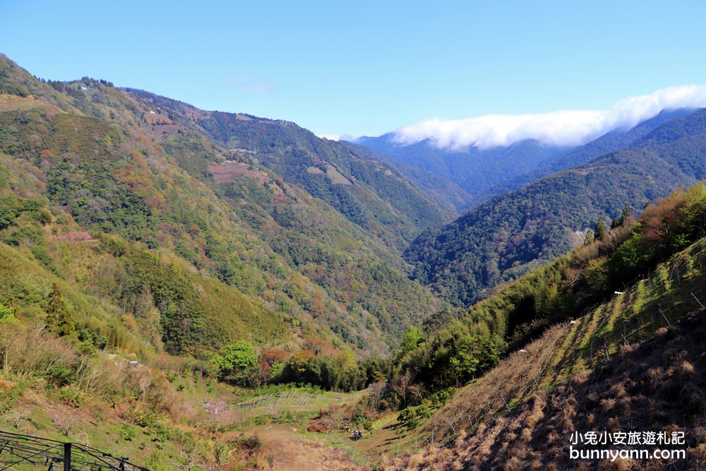 桃園景點》免門票賞櫻地點！中巴陵櫻木花道昭和櫻七成開，粉紅櫻花隧道～