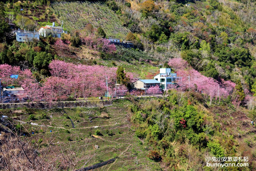 桃園景點》免門票賞櫻地點！中巴陵櫻木花道昭和櫻七成開，粉紅櫻花隧道～