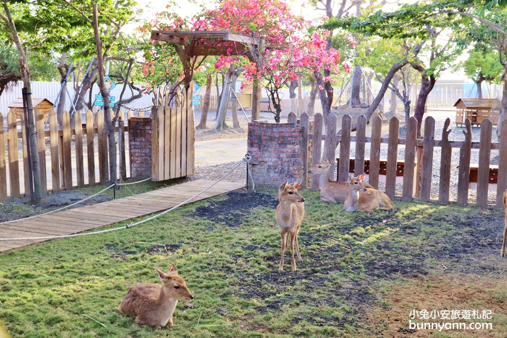 屏東「鹿境梅花鹿生態園區」來跟梅花鹿和水豚君互動(門票優惠)