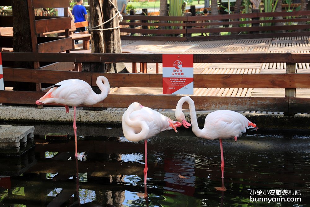 高雄【淨園農場】暢遊可愛動物園和觀賞飛機起降超級有趣