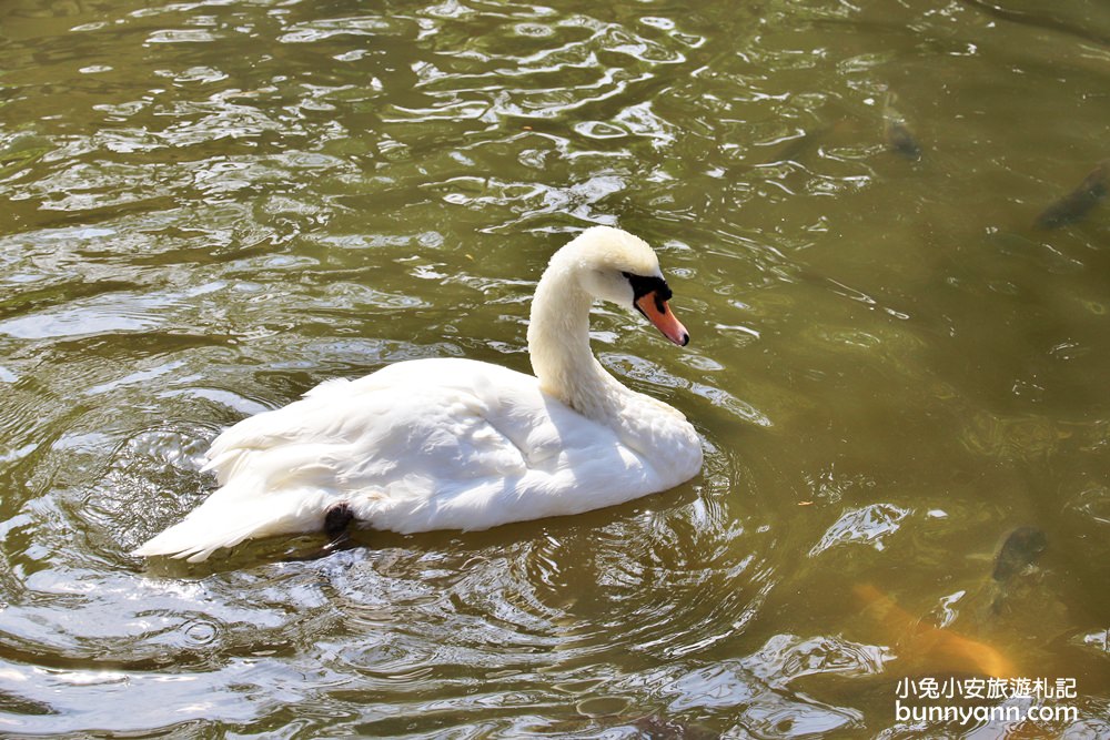 高雄景點》旅人野餐秘密基地！全新長頸鹿沙坑溜滑梯與動物親子園，隱藏在城市裡的後花園～