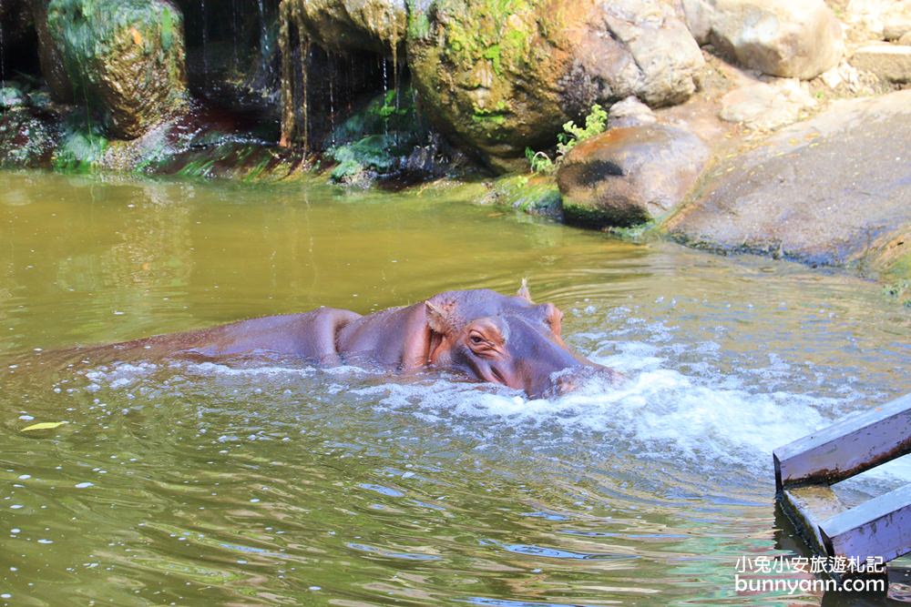 高雄【淨園農場】暢遊可愛動物園和觀賞飛機起降超級有趣