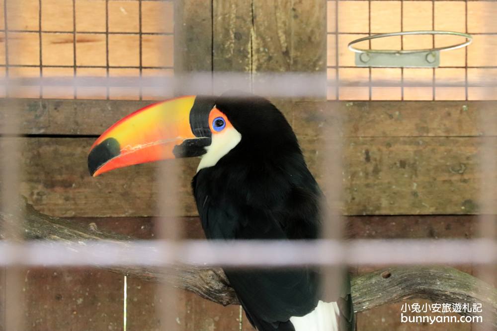 高雄【淨園農場】暢遊可愛動物園和觀賞飛機起降超級有趣