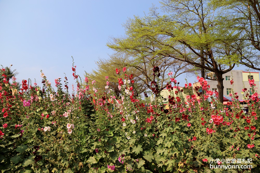 台南景點》學甲蜀葵花季！蜀葵花迷宮、金色小麥田、鼠尾草花海一併收集～