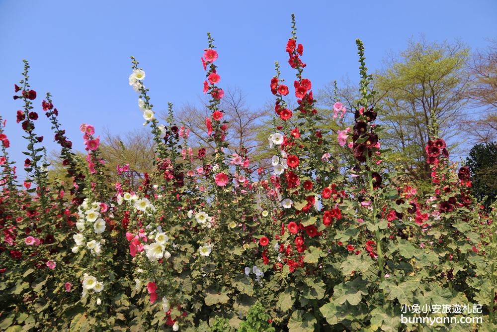 台南景點》學甲蜀葵花季！蜀葵花迷宮、金色小麥田、鼠尾草花海一併收集～