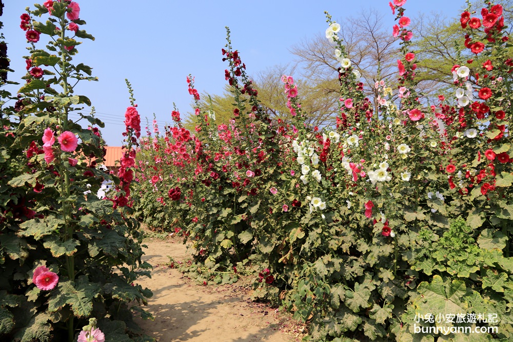 台南景點》學甲蜀葵花季！蜀葵花迷宮、金色小麥田、鼠尾草花海一併收集～