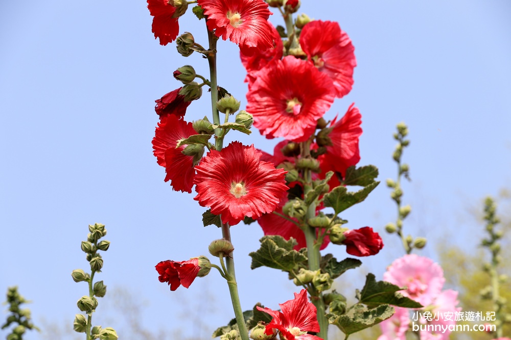 台南景點》學甲蜀葵花季！蜀葵花迷宮、金色小麥田、鼠尾草花海一併收集～