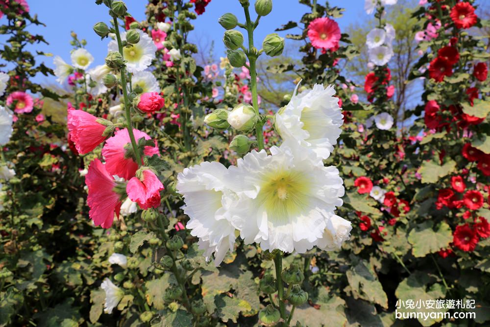 台南景點》學甲蜀葵花季！蜀葵花迷宮、金色小麥田、鼠尾草花海一併收集～