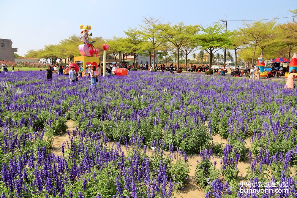 台南景點》學甲蜀葵花季！蜀葵花迷宮、金色小麥田、鼠尾草花海一併收集～