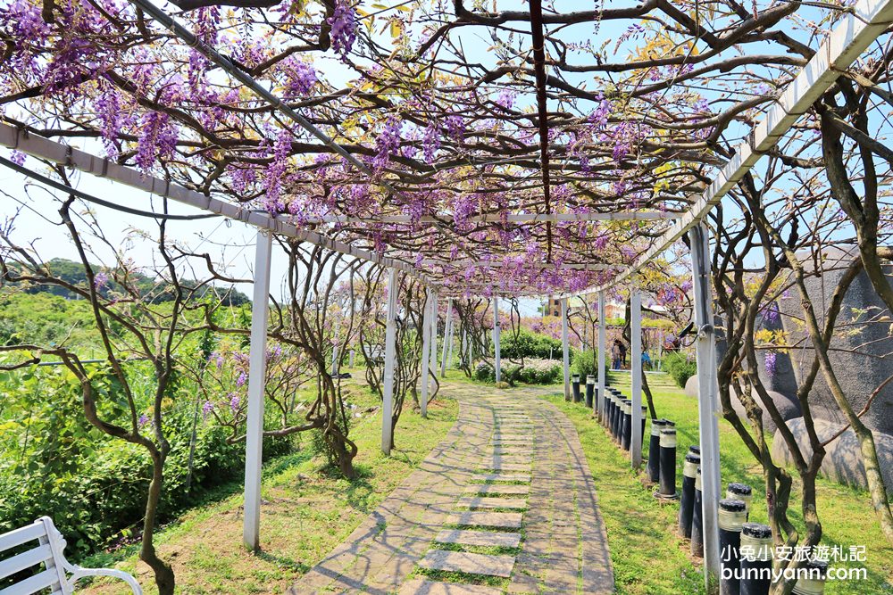 紫藤咖啡園一店屯山園區，浪漫紫藤天空、花廊等你來拍!!