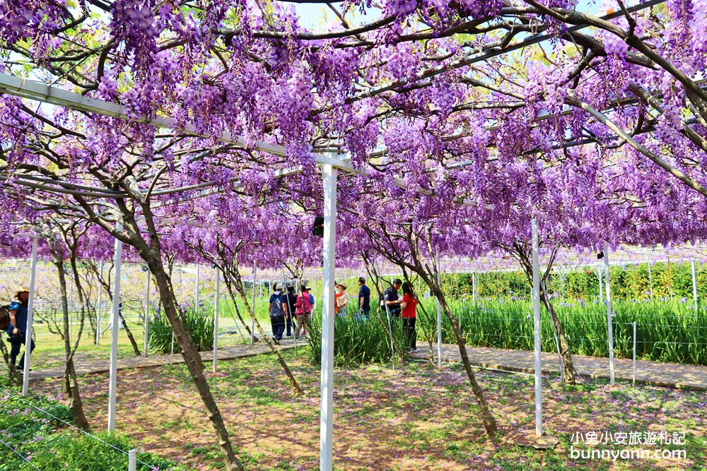 紫藤咖啡園一店屯山園區，浪漫紫藤天空、花廊等你來拍!!