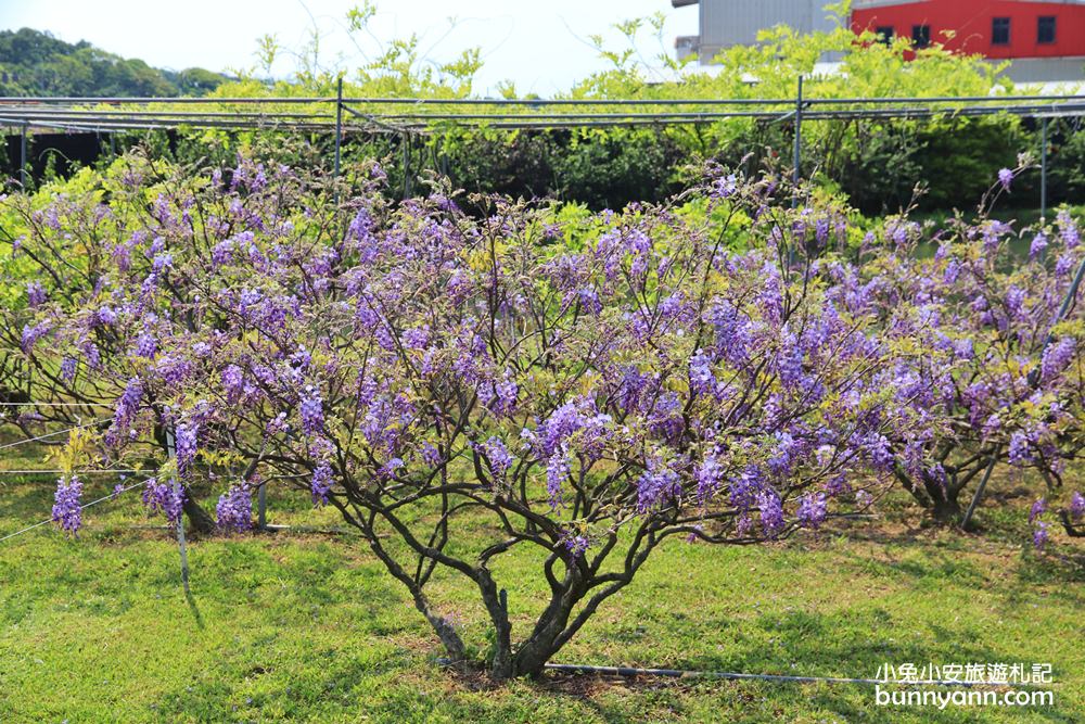 紫藤咖啡園一店屯山園區，浪漫紫藤天空、花廊等你來拍!!