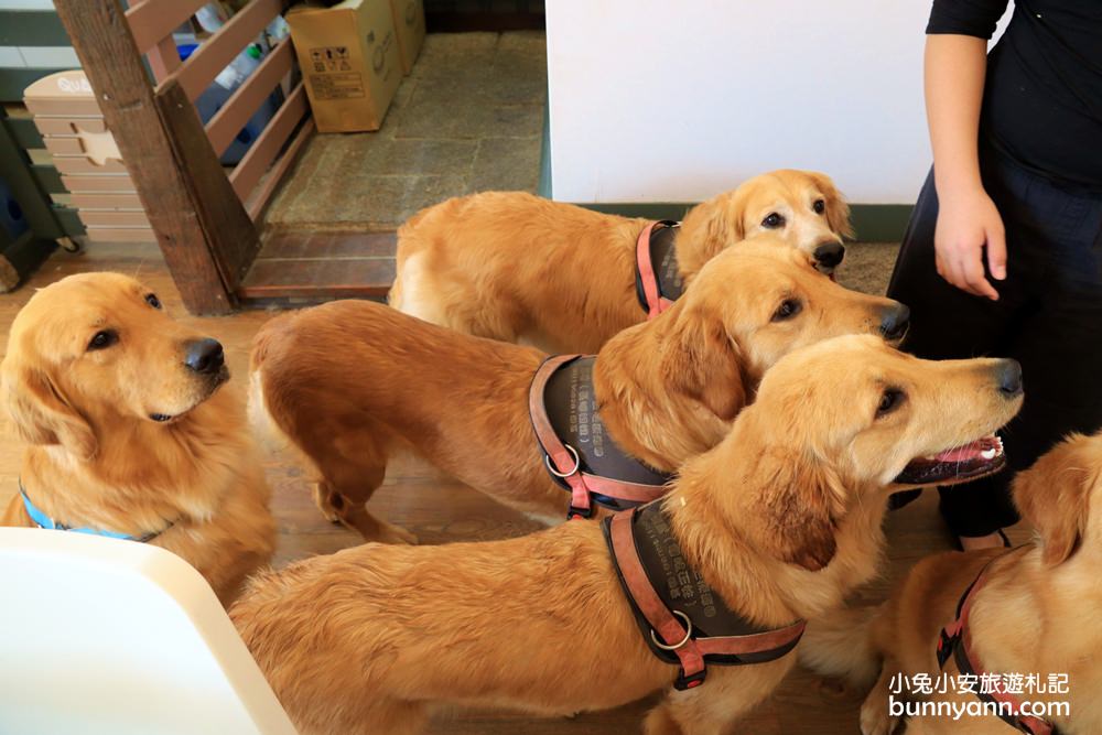 台中景點》獵犬不打獵！全台首家黃金獵犬寵物餐廳，11隻狗狗超療癒，放假來這被包圍~