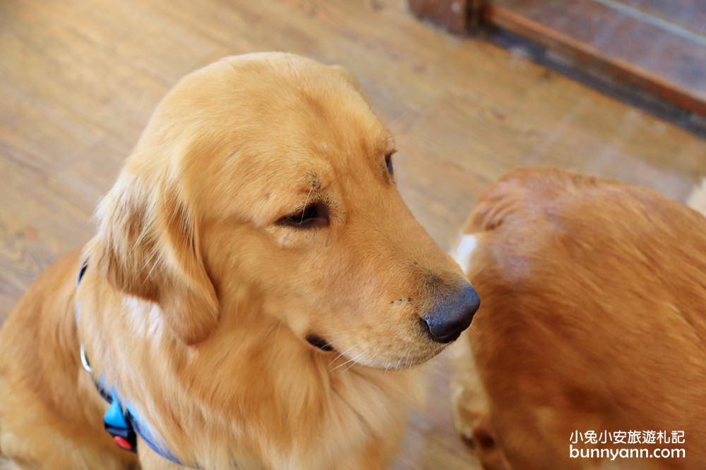 台中景點》獵犬不打獵！全台首家黃金獵犬寵物餐廳，11隻狗狗超療癒，放假來這被包圍~