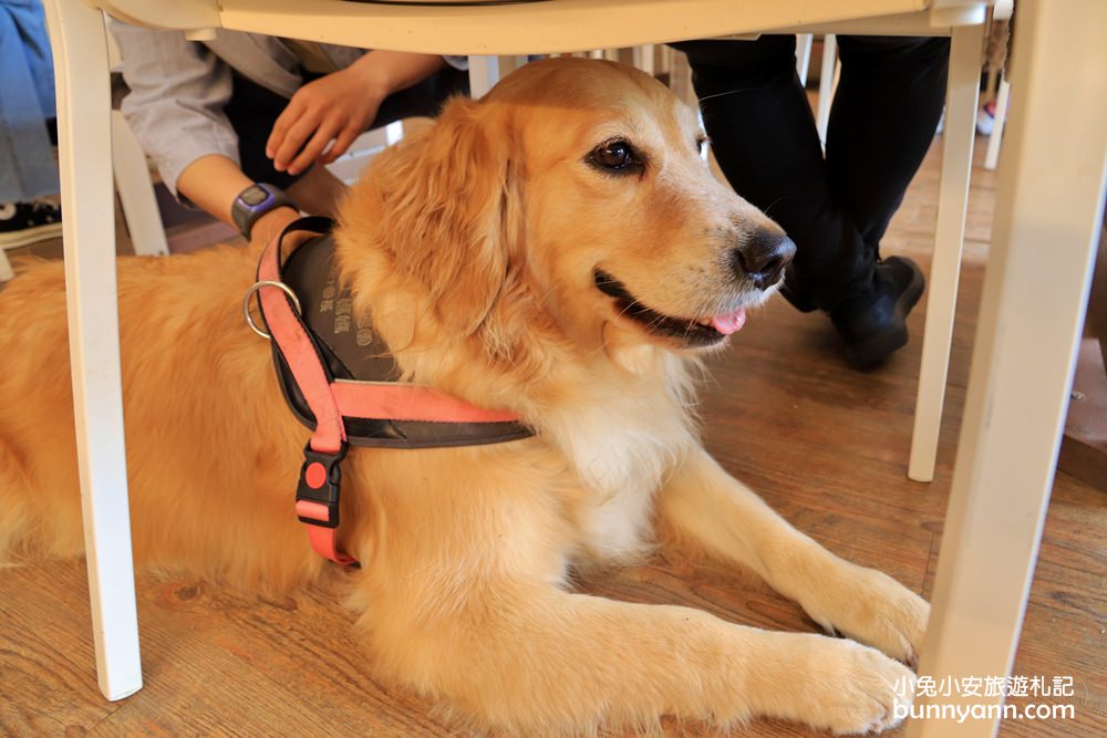 台中景點》獵犬不打獵！全台首家黃金獵犬寵物餐廳，11隻狗狗超療癒，放假來這被包圍~