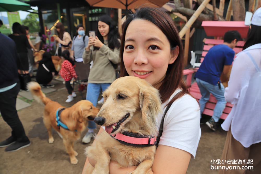 台中景點》獵犬不打獵！全台首家黃金獵犬寵物餐廳，11隻狗狗超療癒，放假來這被包圍~