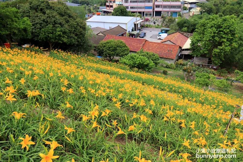2024花壇金針花，虎山巖金針花3萬株金針花齊力綻放花況!!
