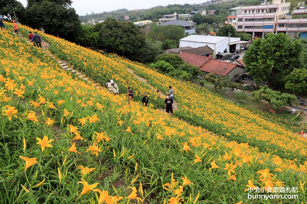 2024花壇金針花，虎山巖金針花3萬株金針花齊力綻放花況!!