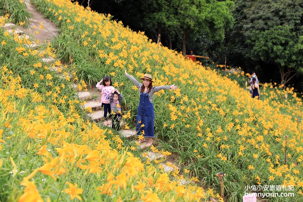2024花壇金針花，虎山巖金針花3萬株金針花齊力綻放花況!!