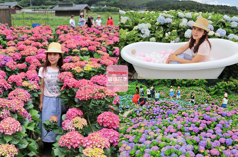 整理「竹子湖繡球花」推薦陽明山繡球花季各家花況與門票優惠