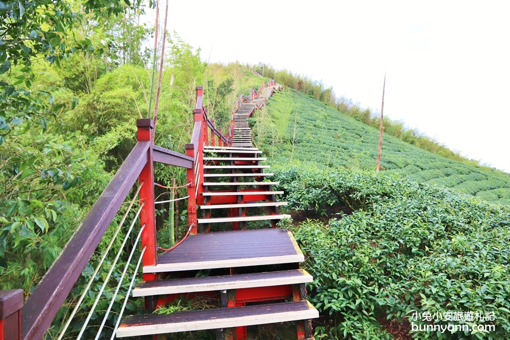 嘉義親民版抹茶山「二尖山步道」十分鐘輕鬆賞山嵐美景，茶園風光好美麗