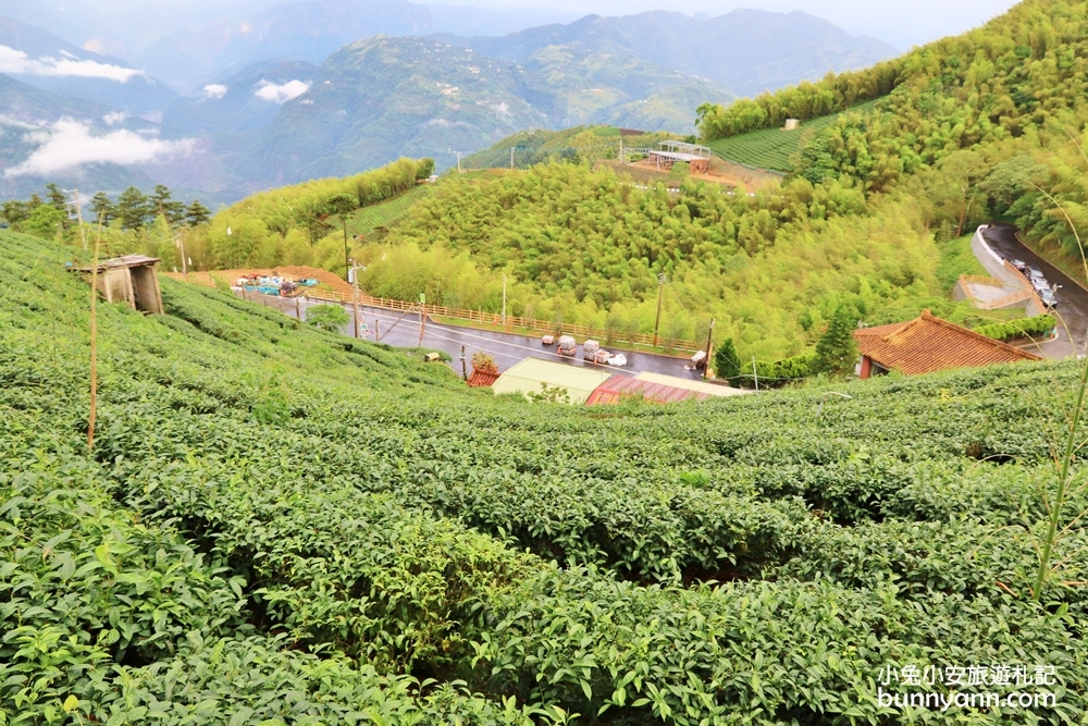 嘉義親民版抹茶山「二尖山步道」十分鐘輕鬆賞山嵐美景，茶園風光好美麗