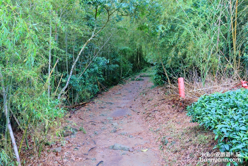 嘉義親民版抹茶山「二尖山步道」十分鐘輕鬆賞山嵐美景，茶園風光好美麗