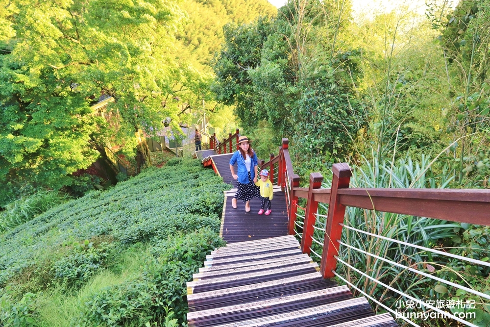 嘉義親民版抹茶山「二尖山步道」十分鐘輕鬆賞山嵐美景，茶園風光好美麗