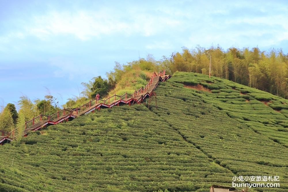 嘉義親民版抹茶山「二尖山步道」十分鐘輕鬆賞山嵐美景，茶園風光好美麗