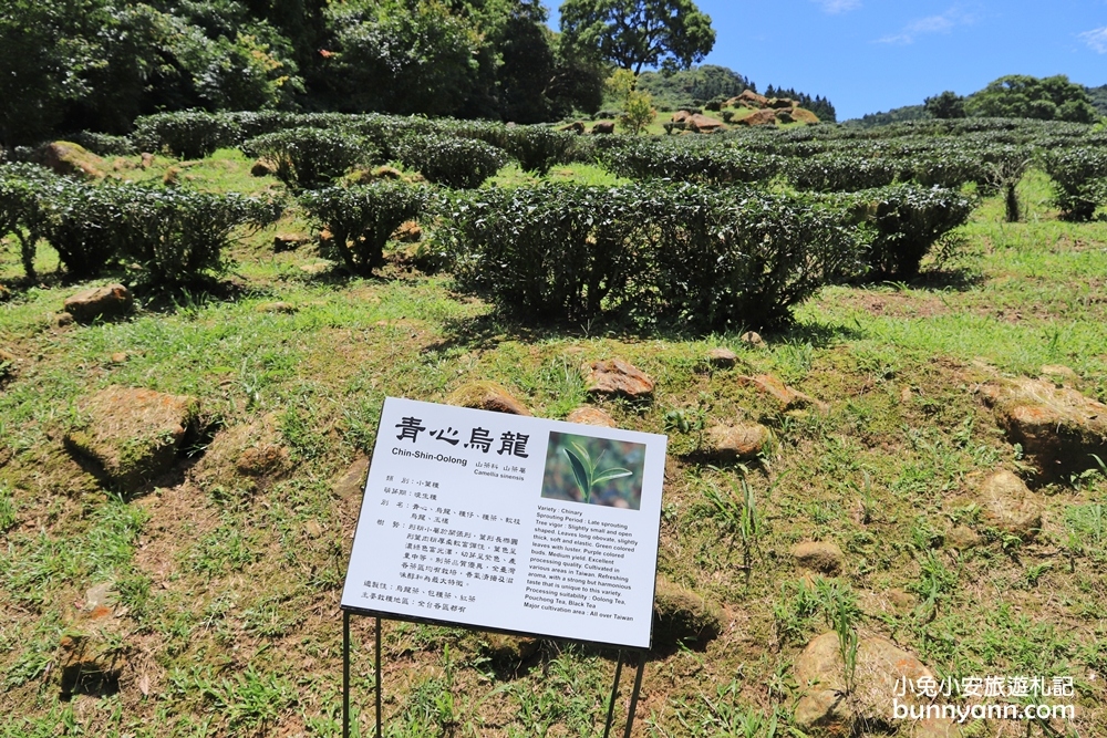 禾煦熊空休閒農場｜遠的要命山頂茶園咖啡館路況資訊總整理