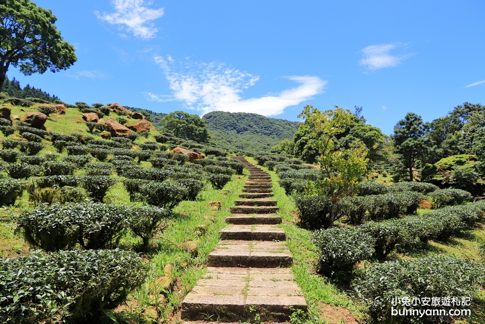 禾煦熊空休閒農場｜遠的要命山頂茶園咖啡館路況資訊總整理