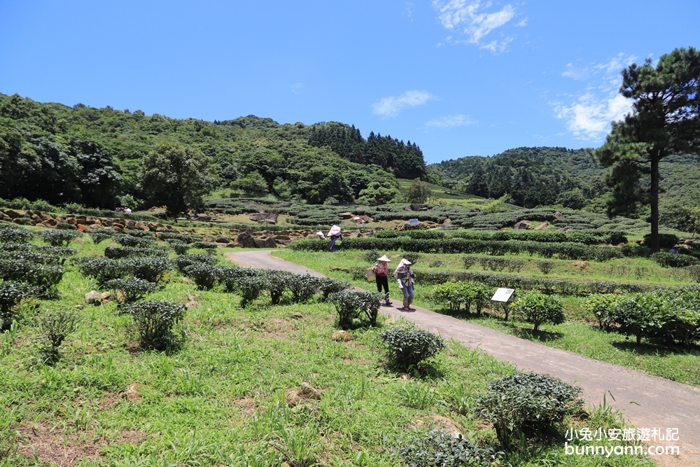 禾煦熊空休閒農場｜遠的要命山頂茶園咖啡館路況資訊總整理