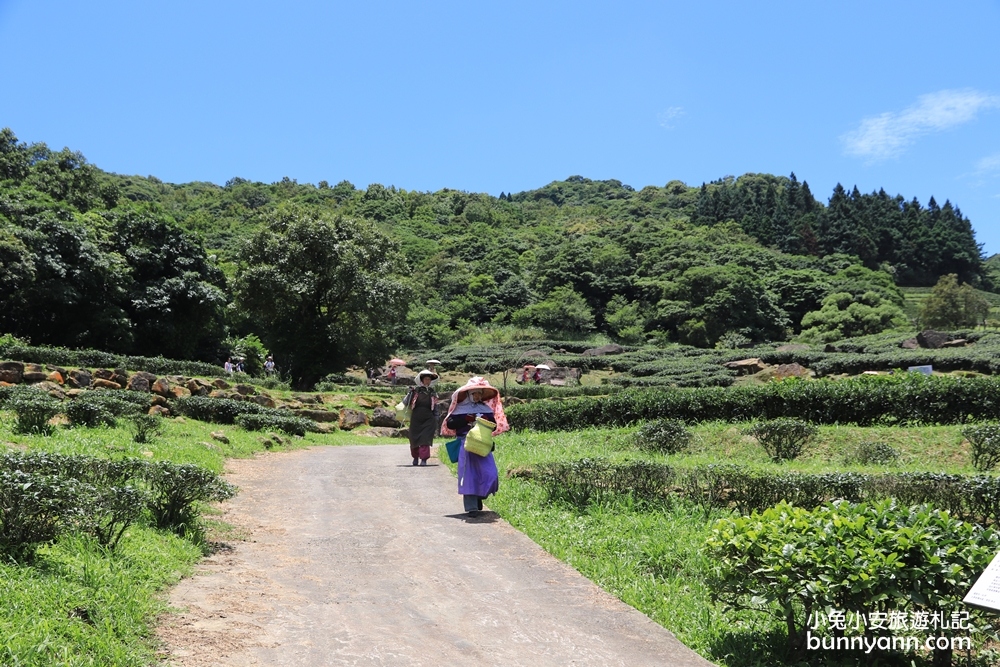禾煦熊空休閒農場｜遠的要命山頂茶園咖啡館路況資訊總整理