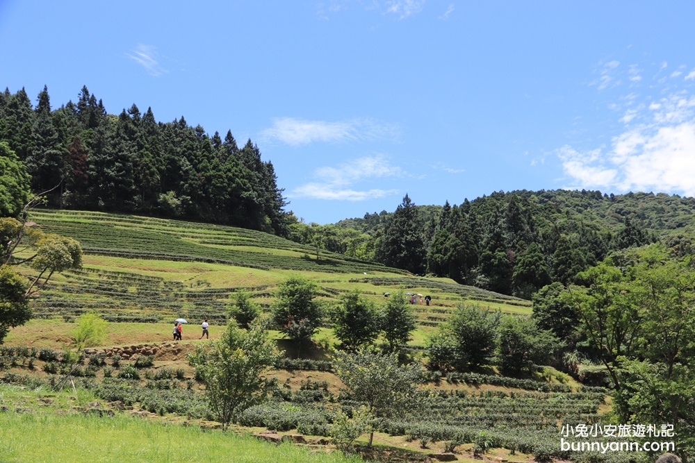 禾煦熊空休閒農場｜遠的要命山頂茶園咖啡館路況資訊總整理