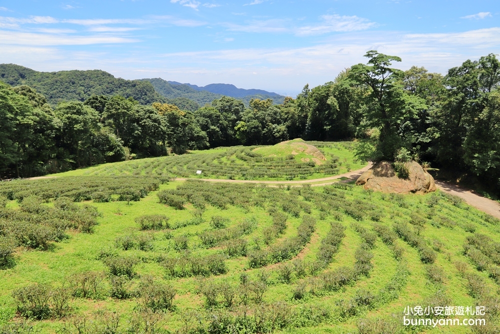 禾煦熊空休閒農場｜遠的要命山頂茶園咖啡館路況資訊總整理