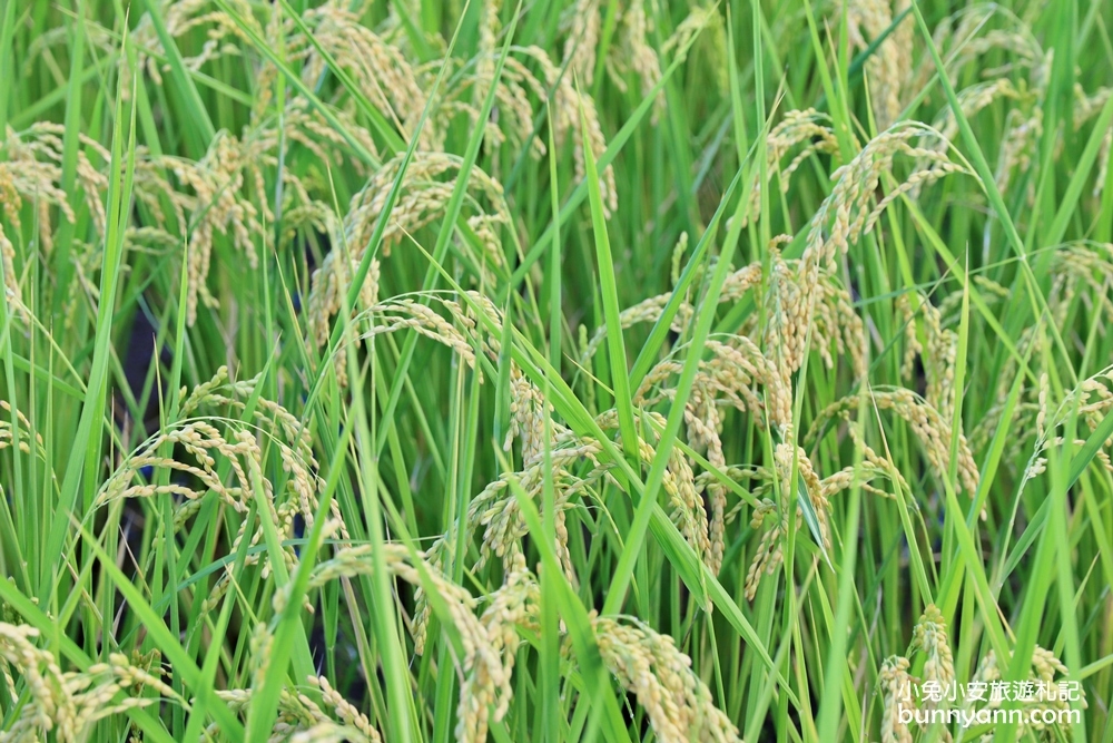 花蓮景點》花蓮新社梯田夢幻盪鞦韆，石門班哨角雙心石，漫步藍天白雲下~