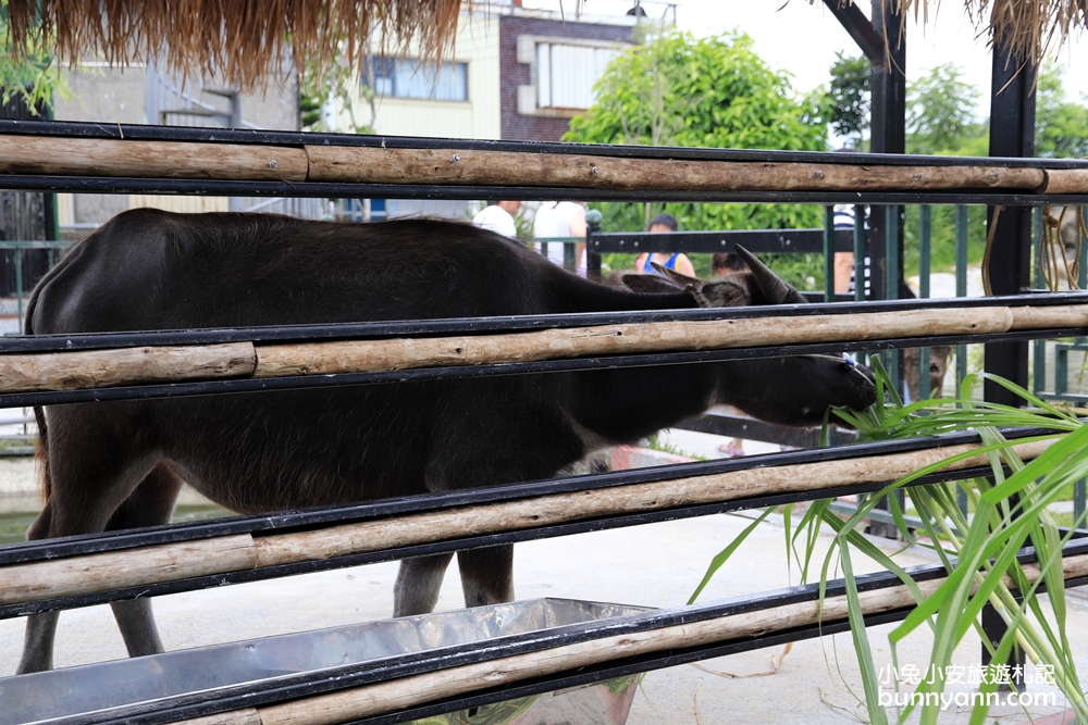宜蘭農場》愛小動物必收藏！心心農家樂貼近農村生活樂趣，玩水、餵小豬好好玩～