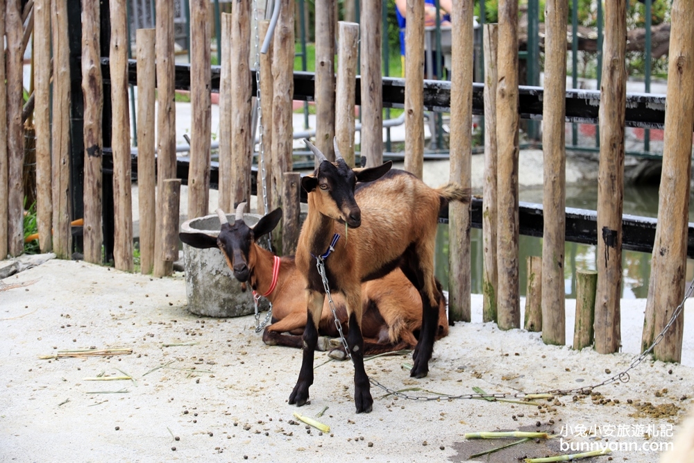 宜蘭農場》愛小動物必收藏！心心農家樂貼近農村生活樂趣，玩水、餵小豬好好玩～