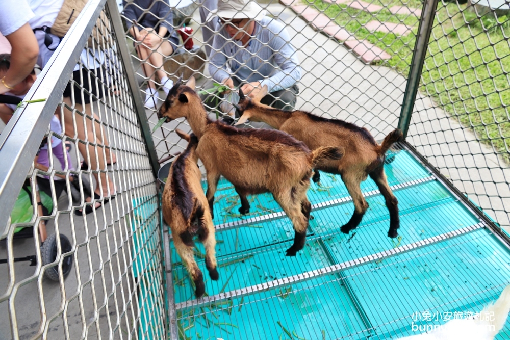 宜蘭農場》愛小動物必收藏！心心農家樂貼近農村生活樂趣，玩水、餵小豬好好玩～
