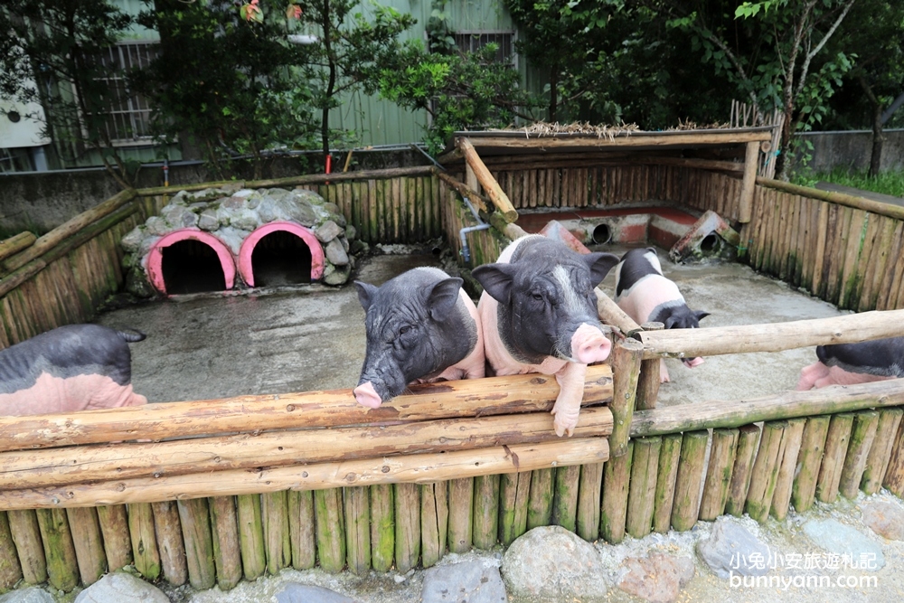 宜蘭農場》愛小動物必收藏！心心農家樂貼近農村生活樂趣，玩水、餵小豬好好玩～