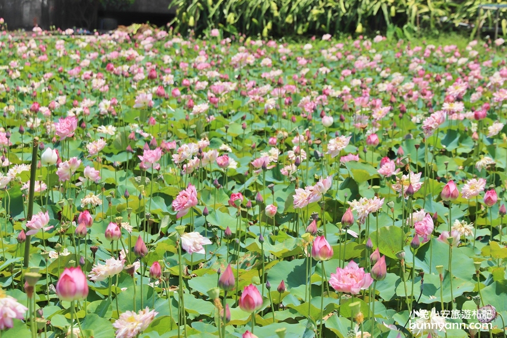 新北景點》季節限定！金山清水農地荷花盛開，粉嫩牡丹蓮免費拍超幸福~