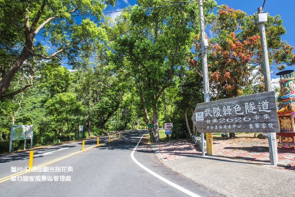 鹿野景點｜推薦武陵綠色隧道