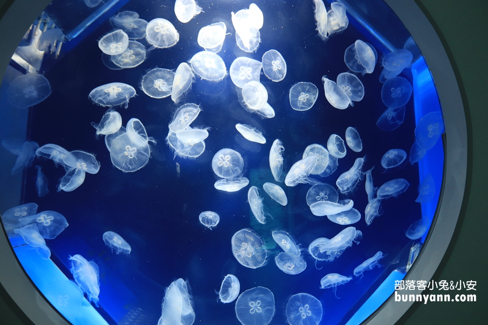 Xpark水族館癒見水母區