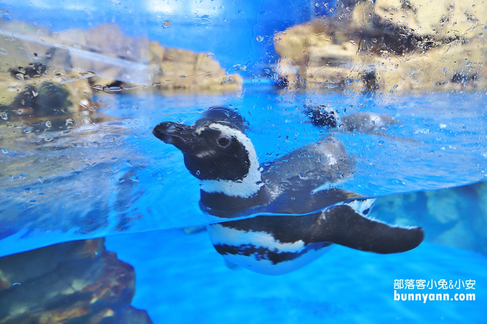 Xpark水族館企鵝