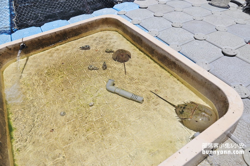 澎湖【海洋牧場】搭半潛艇前往海上皇宮，牡蠣隨你烤+釣海魚真好玩