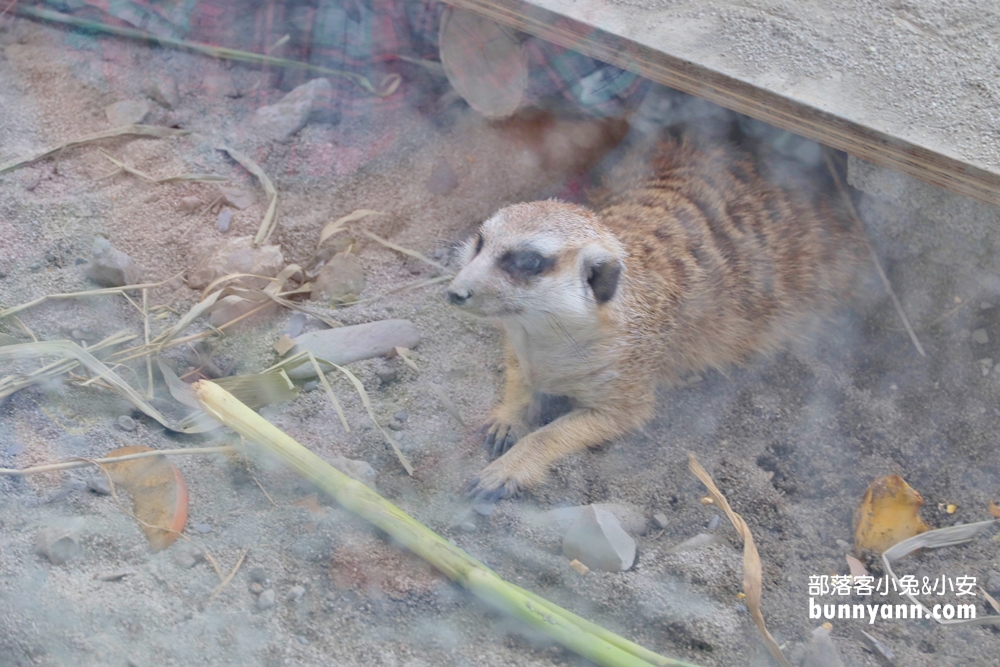宜蘭新景點》親近小動物必收藏 !五十二甲休閒農場貼近大自然，餵梅花鹿、小山羊好好玩～