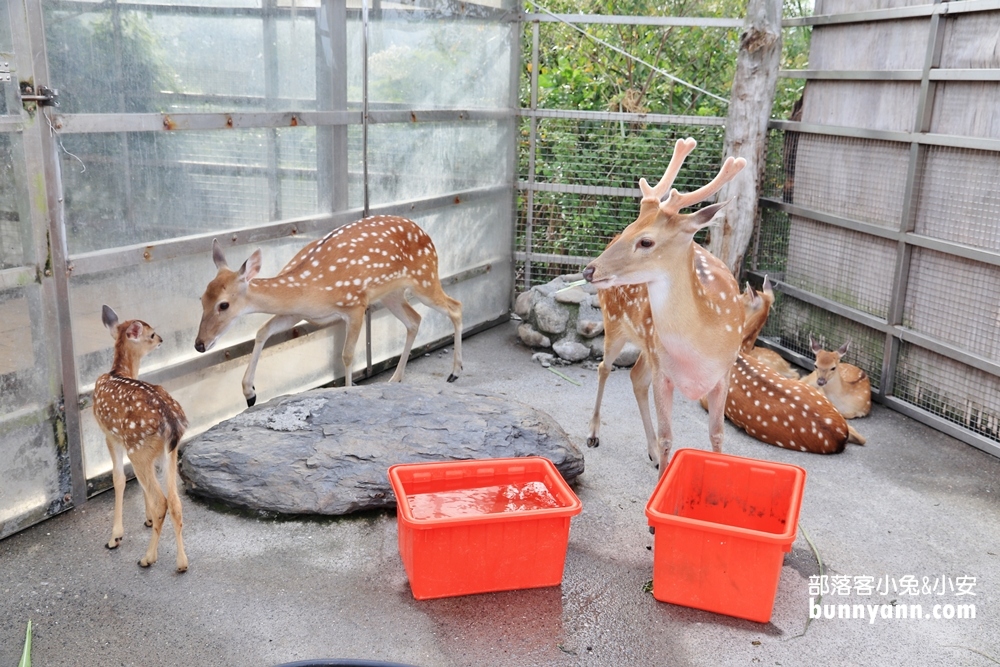 宜蘭新景點》親近小動物必收藏 !五十二甲休閒農場貼近大自然，餵梅花鹿、小山羊好好玩～