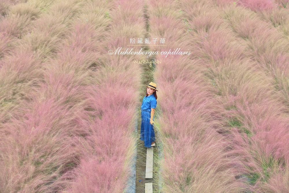 南投》免飛韓國了！集集浪漫粉黛亂子草，和平快樂田園粉紅棉花糖場景好夢幻！ @小兔小安*旅遊札記